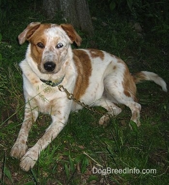 Texas Heeler with characteristic blue merle coat pattern