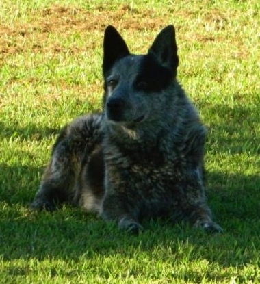 Sam, a 12-year-old Texas Heeler showing breed characteristics