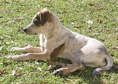 Davy, a 5-month-old Texas Heeler puppy showing typical coloring